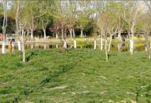 暮春钓鱼抓住这四大要点，大鲫大鲤真的不是事！