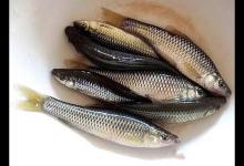 如何在小鱼闹窝严重的情况下钓到目标鱼