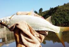 野钓水下坦克之称的黄尾鲴