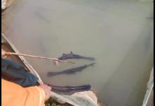 它是鱼却长了一张鸭嘴，作钓分享零基础进黑坑钓鸭嘴鱼