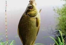 冬季钓鲫鱼怎么选择浮漂？要想有鱼获三个选漂标准很关键