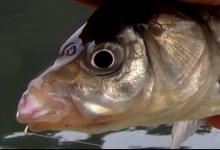 最适合野钓鲫鱼的几种鱼钩，全面分析其优劣势