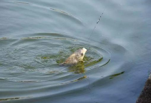如何判断线组大小与目标鱼是否匹配？