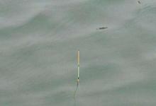 钓鱼调漂都是调四钓二，双饵在水底状态一样吗？