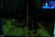 用透明漂尾解决逆光看不到漂的问题