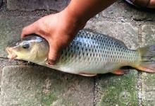 这些双钩钓鱼技巧让你轻松上大鱼