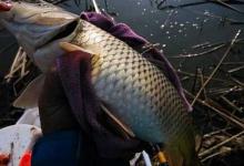水库海竿矶竿双钩钓法，提高上鱼率