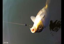 浅说野钓搓饵时钩距还是小点好