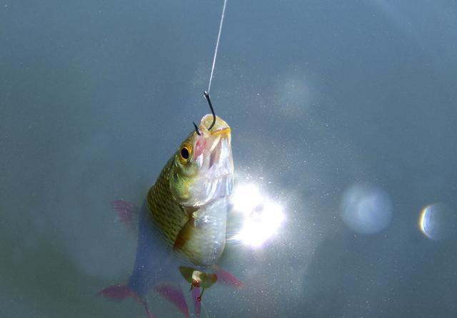 鱼钩外露会影响垂钓?应该依实战结果来分析问题