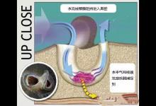详说鱼靠什么来觅食，躲避危险