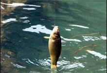 钓鱼需要注意什么问题？4个重要因素