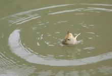 钓鱼出现这3种情况，可能是大鱼进窝，不要乱提竿