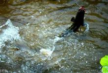 这是一篇全方位解析黑鱼的文章