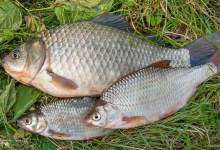 小崔解读：气压水压与水深对钓鱼有什么影响？