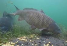 鱼在远处是天性还是被迫？解读鱼类行为，来启发