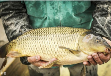 鲤鱼的习性特点以及钓鱼老手分享的特效钓饵配方