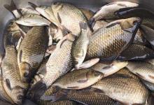 野钓教你如何找到鱼道