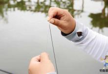 窝里有大量鱼星就是不吃钩？这到底是什么原因