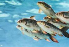 垂钓时，如何判断鱼层的4个小要素