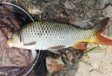 常见淡水鱼种的生活习性，了解鱼性钓鱼才有针对性