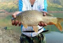 鲤鱼生活习性与钓法分析