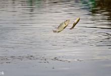 春天大风钓鱼技巧，起风了别急着收竿