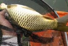 钓鲤鱼，天气因素也很重要