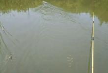 秋季钓鱼到底是钓浅水还是深水