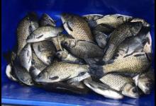 降温天究竟能不能钓到鱼？