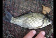 了解对象鱼的生活习性才能更加有效地上鱼