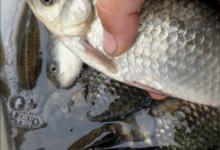 浅谈刮风对钓鱼的影响