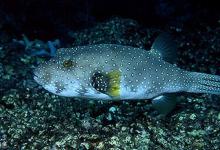 浅谈鱼类对不同颜色的敏感程度和影响