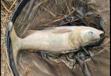 深秋依然能钓鲢鳙，饵料别操心，天气好才是真的好