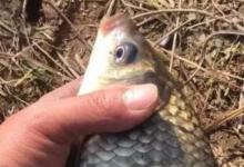 到了秋天如果还经常空军，多半是这个因素