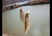 各大小体型鱼的觅食生活习性