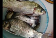 这才是秋天钓鱼的好天气，选择出钓爆护概率大增