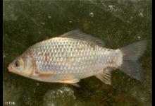 如何分辨鲫鱼鲤鱼鲢鱼草鱼青鱼的鱼泡？快速找鱼群