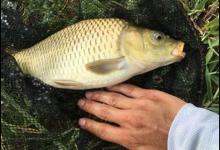 3招，大中午也照样连杆上大鲫鱼