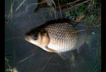 鱼窝应该怎么样找？这里有答案