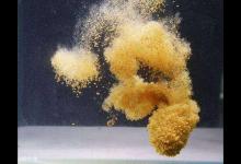 鱼性分析：钓饵下降速度对鱼吃饵有什么影响？