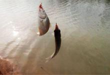 话温差对鱼的影响及饵料味型