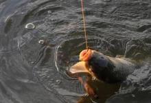 窝里有鱼不咬钩？原因分析