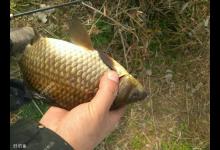 冬季天气如何影响钓鲫鱼？今天适合钓鱼吗？