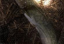 鲇鱼5大逃生技巧，你可得注意了