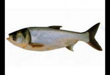 鱼类的牙齿与觅食方式