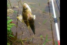 这些天气下钓鱼收获肯定不少