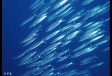 鱼类的昼夜垂直移动行为与集群行为