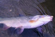 了解轻口鱼的原因和钓法技巧，让你轻松钓鱼