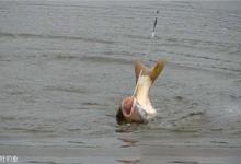 鱼类的鱼星特点与垂钓关系