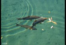 浅谈钓鱼与水中溶氧量与鱼的关系